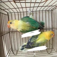 کوتوله پاربلو اوپلاین یووینگ عروس سالن قفس قناری|پرنده|تهران, آرژانتین|دیوار