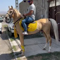 اسب اصیل کرره شاهرنگ