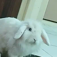 خرگوش لوپ|موش و خرگوش|ملارد, |دیوار