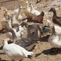 غاز و اردک|حیوانات مزرعه|تربت جام, میان جام|دیوار