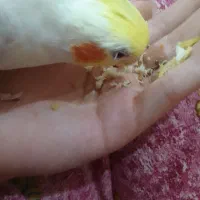 عروس هلندی گم شده