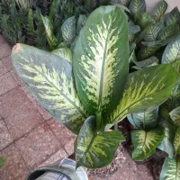 فروش گل و گیاه