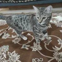 واگذاری گربه