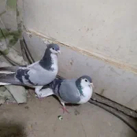 جفت دمگیر|پرنده|خمینیشهر, |دیوار