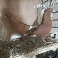 دم سفید و کلاغ