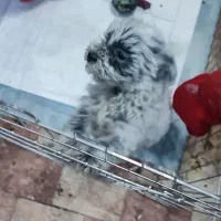 سگ مینیاتوری نر|سگ|سهند, |دیوار