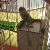 پرنده|پرنده|ارزوئیه, |دیوار