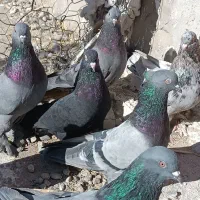 بل نر بازیکن سبز زاغ