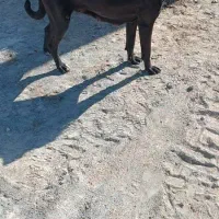 سگ سراب واگذاری