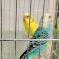 یه جفت مرغ عشق خوش رنگ سالم در گلشهر
