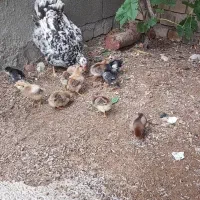 فروش تخم مرغ گلین|حیوانات مزرعه|بروجرد, |دیوار