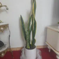گلدان سانسوریا سالم