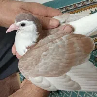 چندتا جوجه یک پر انداخته