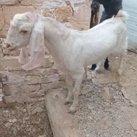 سلام بزغاله نر دو رگه سانل پاکستانی سالم