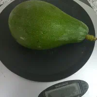 آووکادو نژاد بیکن زوتانو هامیلتون