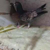 با سلام یه‌جفت کبوتر به فروش میرسد