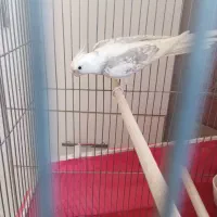 عروس آلبینو نر فوق‌العاده به شرط|پرنده|اصفهان, شهرک کاوه|دیوار