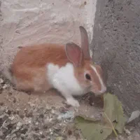 خرگوش