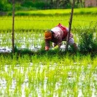برنج محلی تولکی خوزستان
