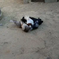 کبوتر|پرنده|فیروزآباد (آذربایجان), |دیوار