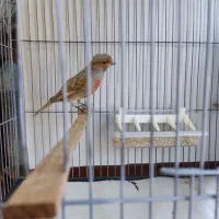 قناری|پرنده|خوی, |دیوار