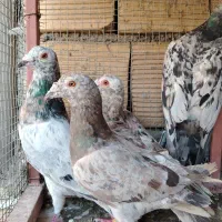 کبوتر سار سرور دورگ پلاکی