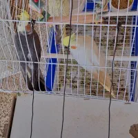 فروش سه تا عروس هلندی زیبا و سالم و سرحال با تخفیف|پرنده|قزوین, |دیوار
