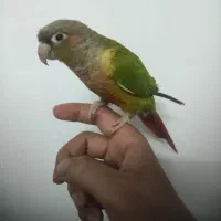 طوطی کیرینچیک