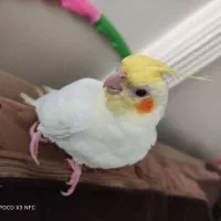 عروس هلندی نژاد