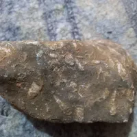 فسیل قدیمی