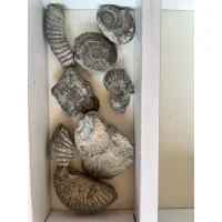 فسیل آمونیت بسیار قدیمی و عتیقه