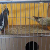 فروش عروس هلندی