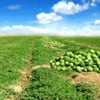 سه هکتار زمین با مدارک کامل