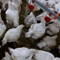 کارگر مرغداری گوشتی