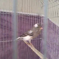 ماده قناری سفید طوسی