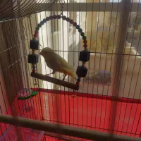 قناری ماده رسمی تن نخورده جوان