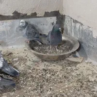 فروش کفتر|پرنده|محلات, |دیوار