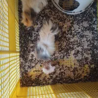 جفت خوکچه هندی با بچه