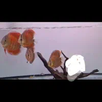 ماهی دیسکس وارداتی|ماهی|کرمان, |دیوار