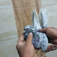 ماده سرور دم سفید