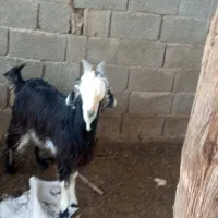 دو راس بره نردرجه یک چاق تخت|حیوانات مزرعه|داراب, |دیوار