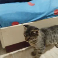 واگذاری  رایگان بچه گربه سه ماه