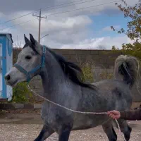 اسب عرب مصری