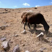 چهار راس میش قزل و قارا قزل  درجی یک یک|حیوانات مزرعه|کوثر, |دیوار