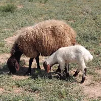 ۵میش استاق ۱۸  یک میش زاییده ۲۹