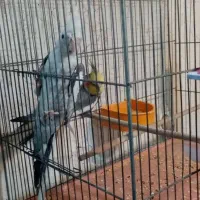 عروس هلندی نر وماده|پرنده|شیراز, گلکوب|دیوار