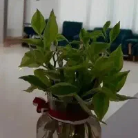 اجاره-لاین-ناخن-فیشال-کراتین-مژه-پدیکور