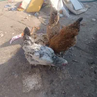 مرغ|حیوانات مزرعه|مشهد, همت آباد|دیوار