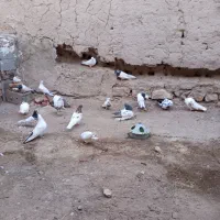 کبوتر مناسب نسل کشی|پرنده|آذرشهر, |دیوار