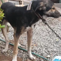 سگ نگهبان|سگ|ریگان, |دیوار